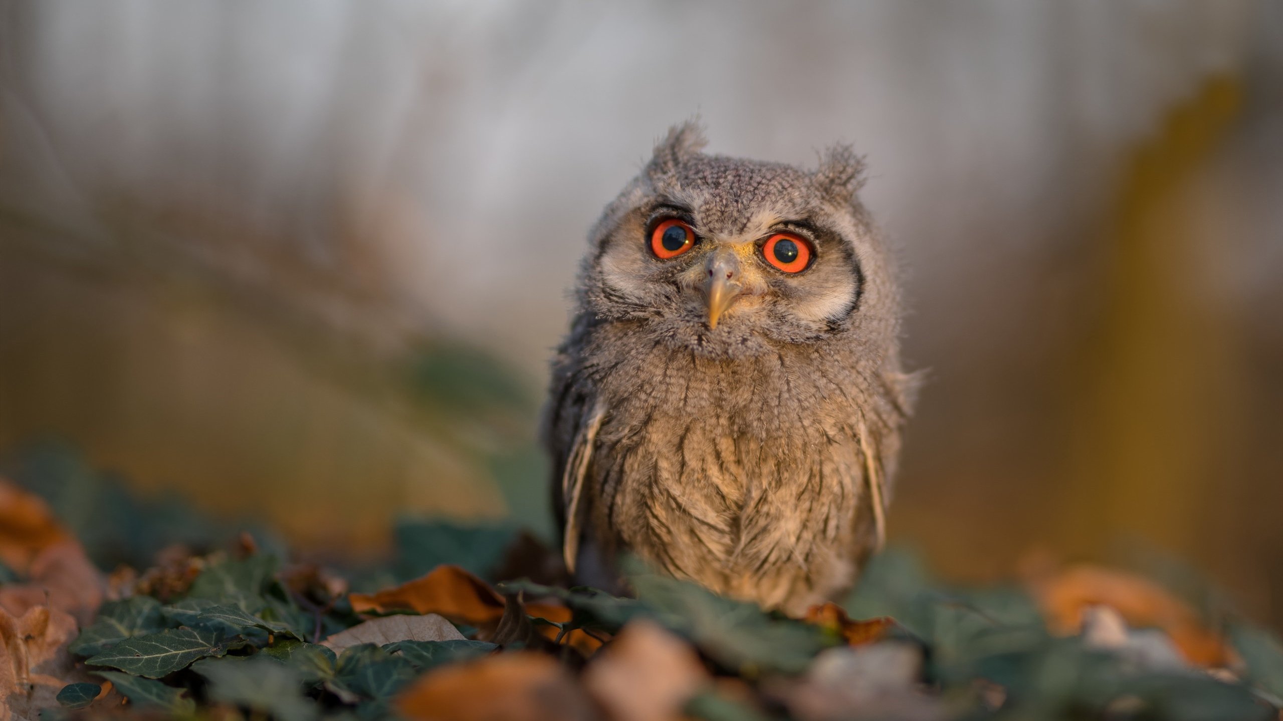 NBA球员身体素质测试标准解析,nba球员体测身高