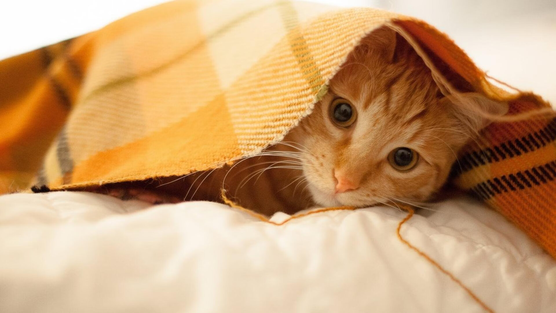 意甲球队视频分析系统提升防守站位和协防效率，意甲注重防守