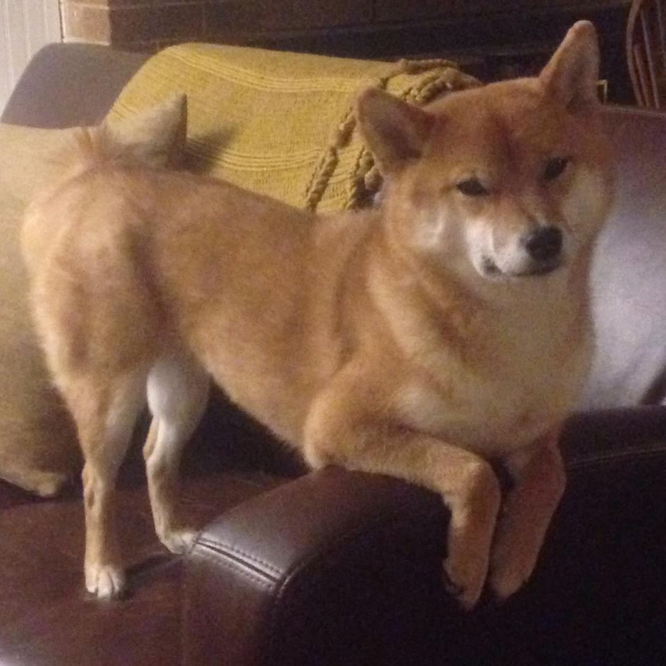 新赛季联赛引入积分系数制度变化，联赛积分阵营在哪