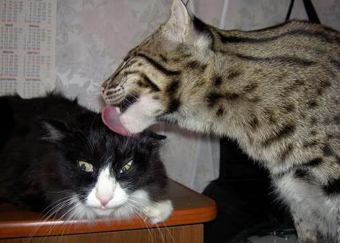 球队主帅与俱乐部高层战术合作决策机制探析，球队主帅是教练吗