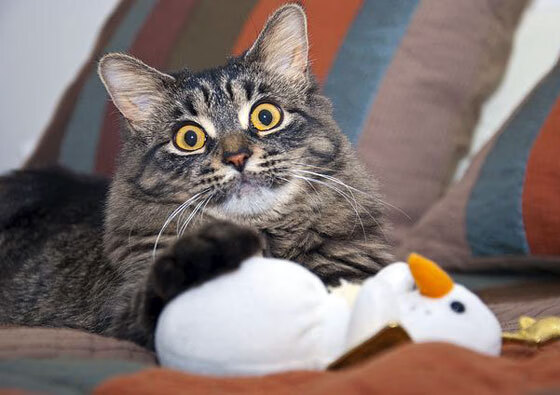 羽毛球混双新组合连胜晋级国际大赛四强，羽毛球系列赛