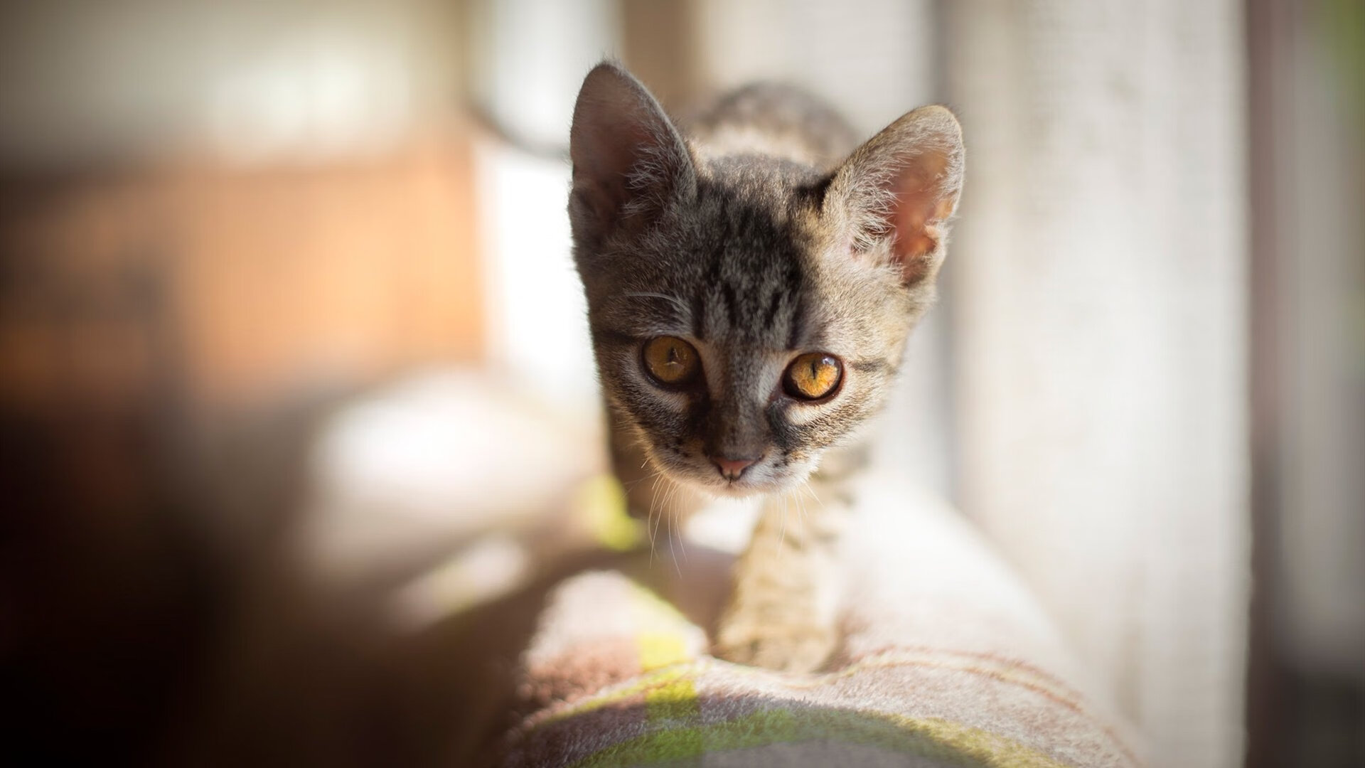 职业球队资金来源多元化探讨，球队支出