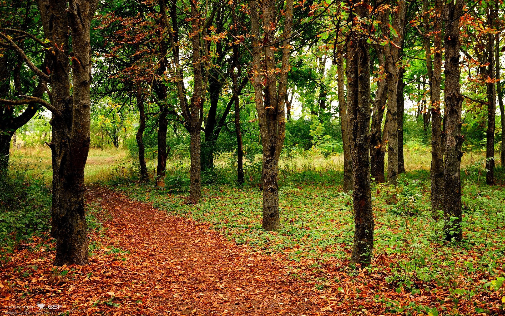 国王锋线组合开始专属体能强化训练计划，国王中锋是谁