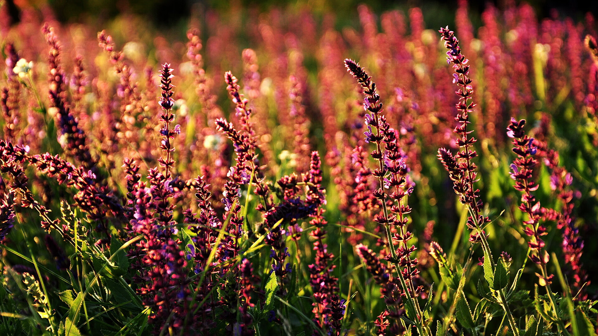 爱游戏平台-意甲逆袭之路：不断抗压，终获胜利，意甲巅峰时期的巨星