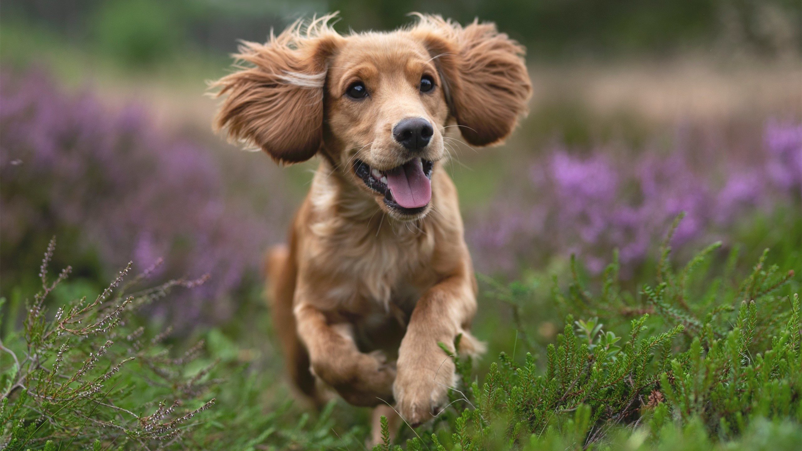 爱游戏中国官方登录入口网站-意甲锋线缔造：精彩射门每次都惊心动魄，意甲 前锋