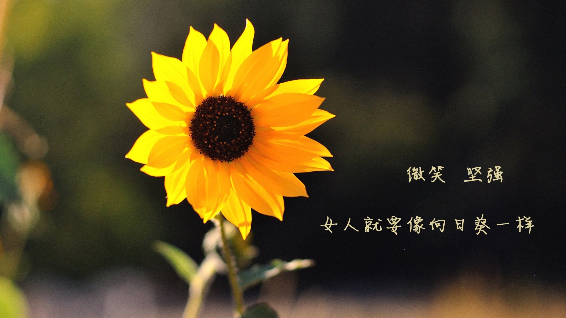 爱游戏官方-蝶泳赛道 阿莱克西强势出击